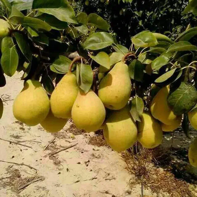 نهالستان ارقام خشکبار و میوه‌ های پربار پالیز|خدمات باغبانی و درختکاری|ملکان, |دیوار
