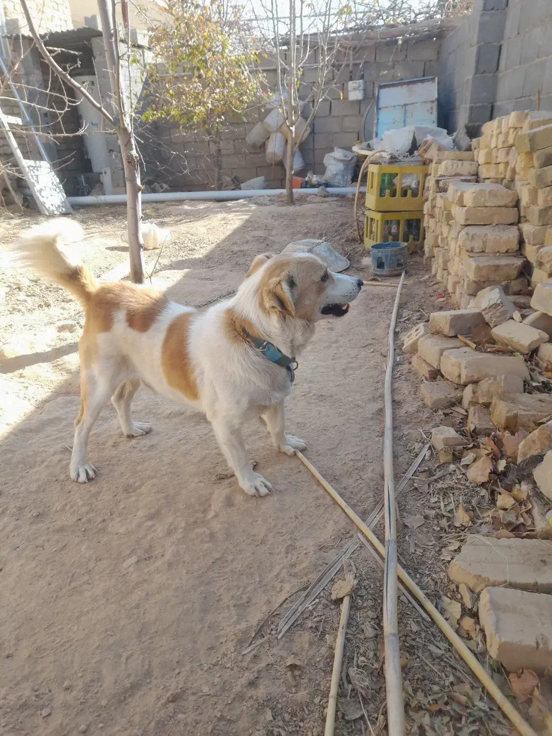 سگ پاکوتاه|سگ|بجنورد, |دیوار