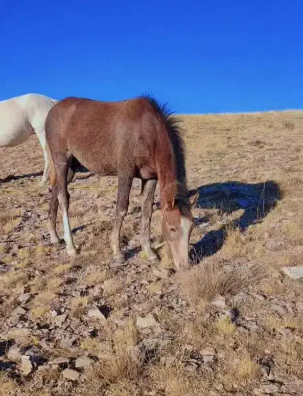 ک ر ه ترکمن|اسب و تجهیزات اسب‌سواری|بجنورد, |دیوار