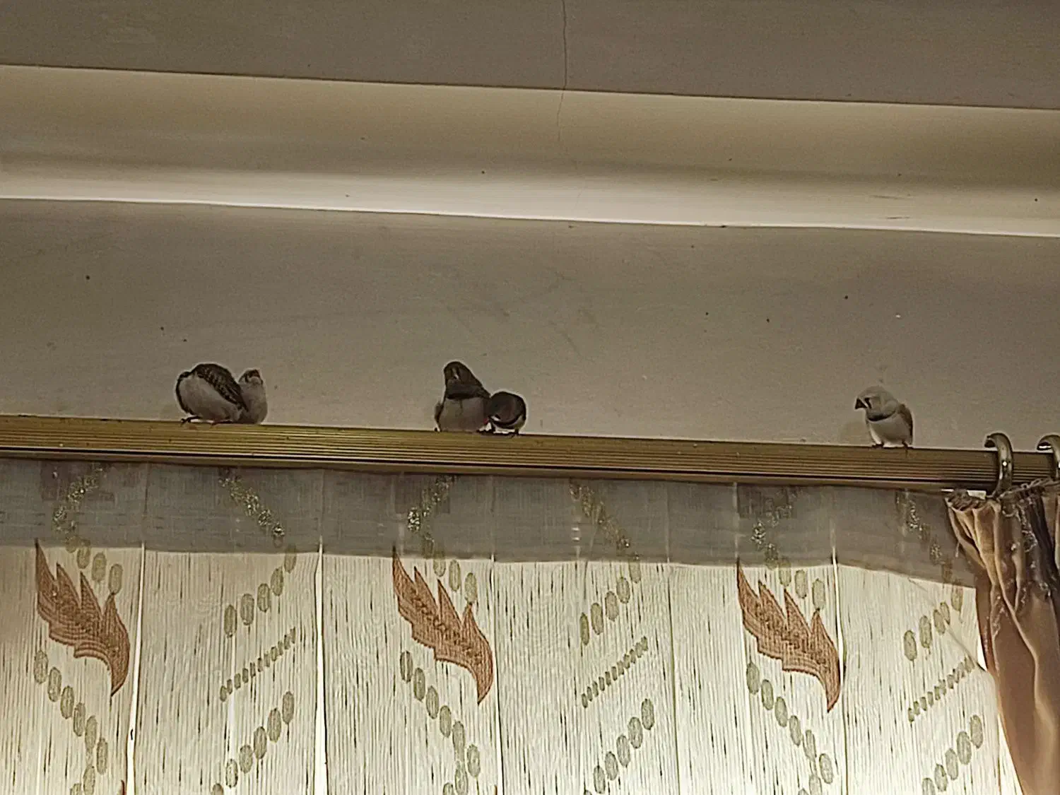 8عدد فنچ زبرا نر و ماده|پرنده|بجنورد, |دیوار