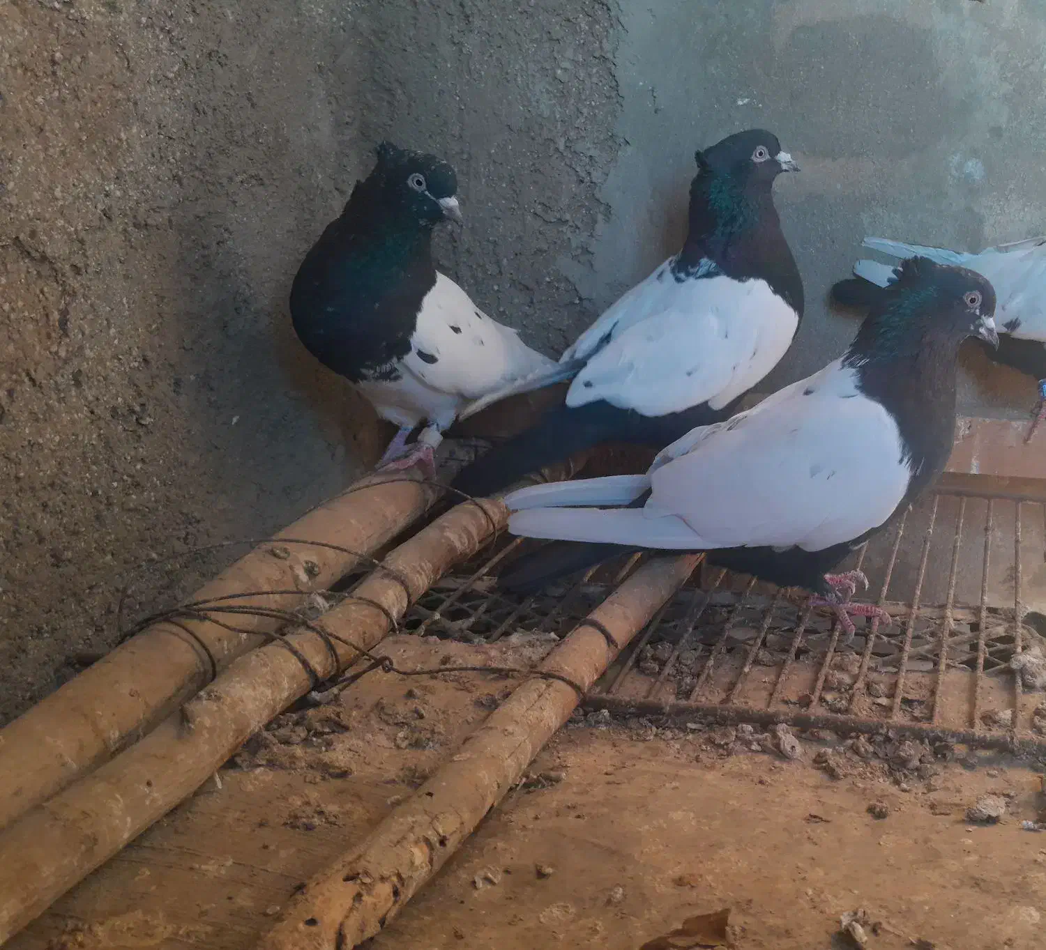 کبوتر سینه ای .کله ای.دم قهوه ای|پرنده|نهاوند, |دیوار