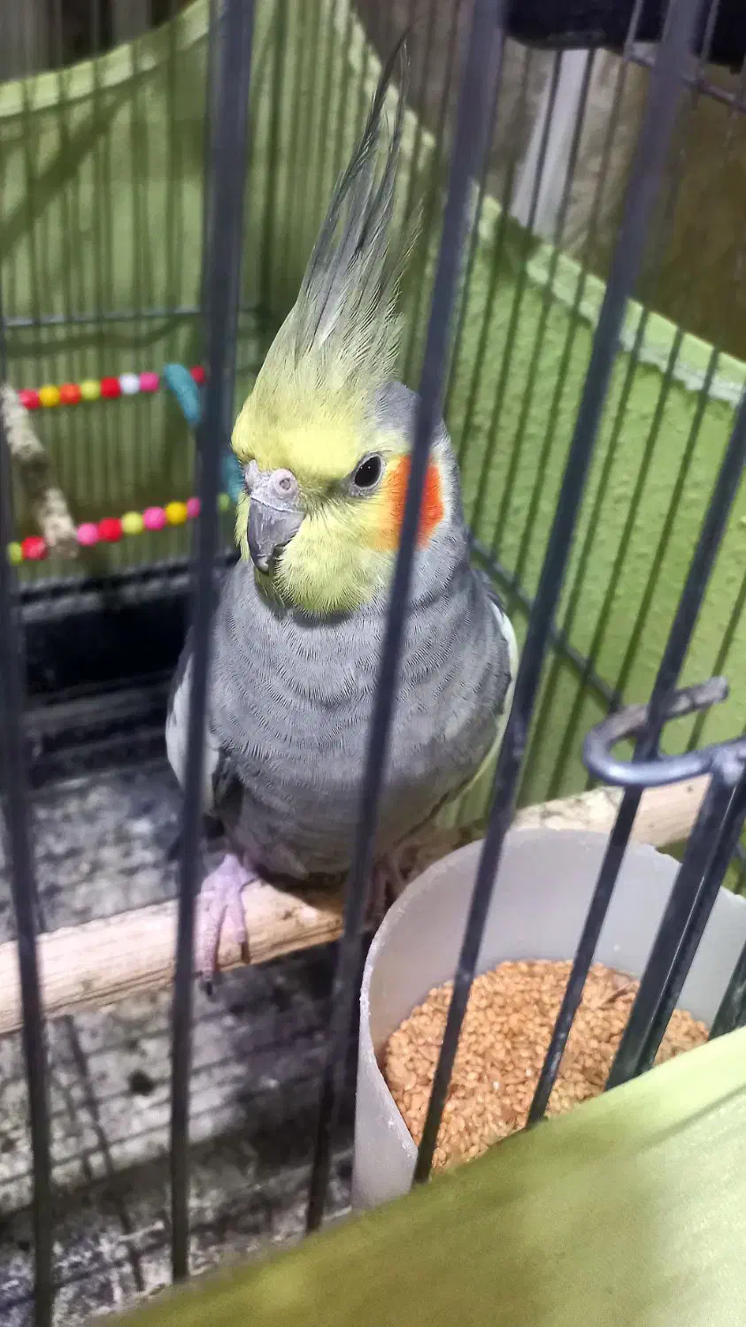 یک جفت عروس هلندی مولد|پرنده|تهران, افسریه جنوبی|دیوار