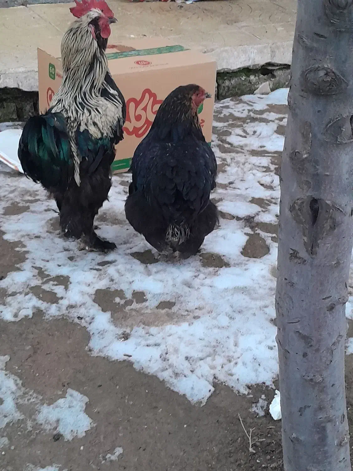 این دو خروس نر وماده شش میلیون|حیوانات مزرعه|اردبیل, |دیوار