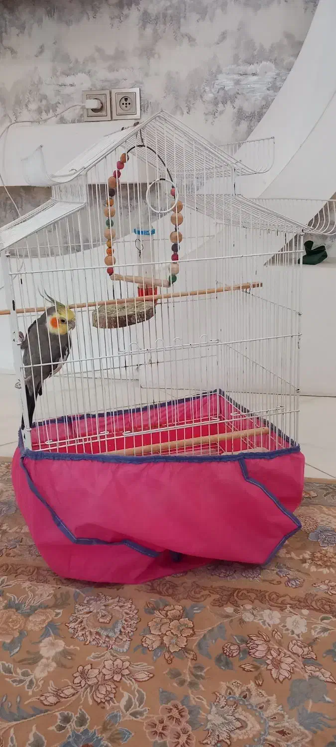 فروش طوطی عروس|پرنده|آستانه اشرفیه, |دیوار