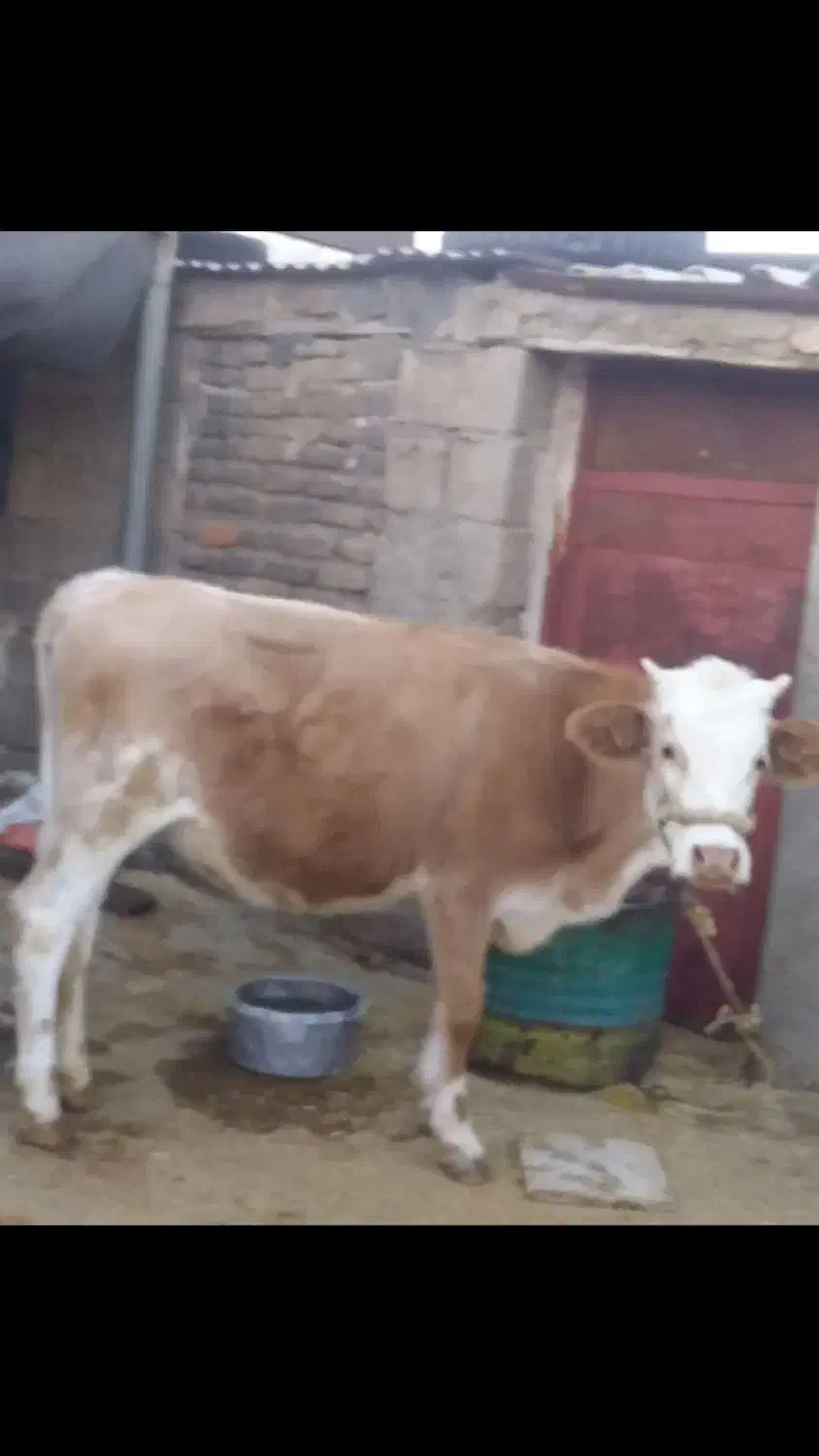 تلیسه جوان مخصوص داشت|حیوانات مزرعه|دره شهر, |دیوار