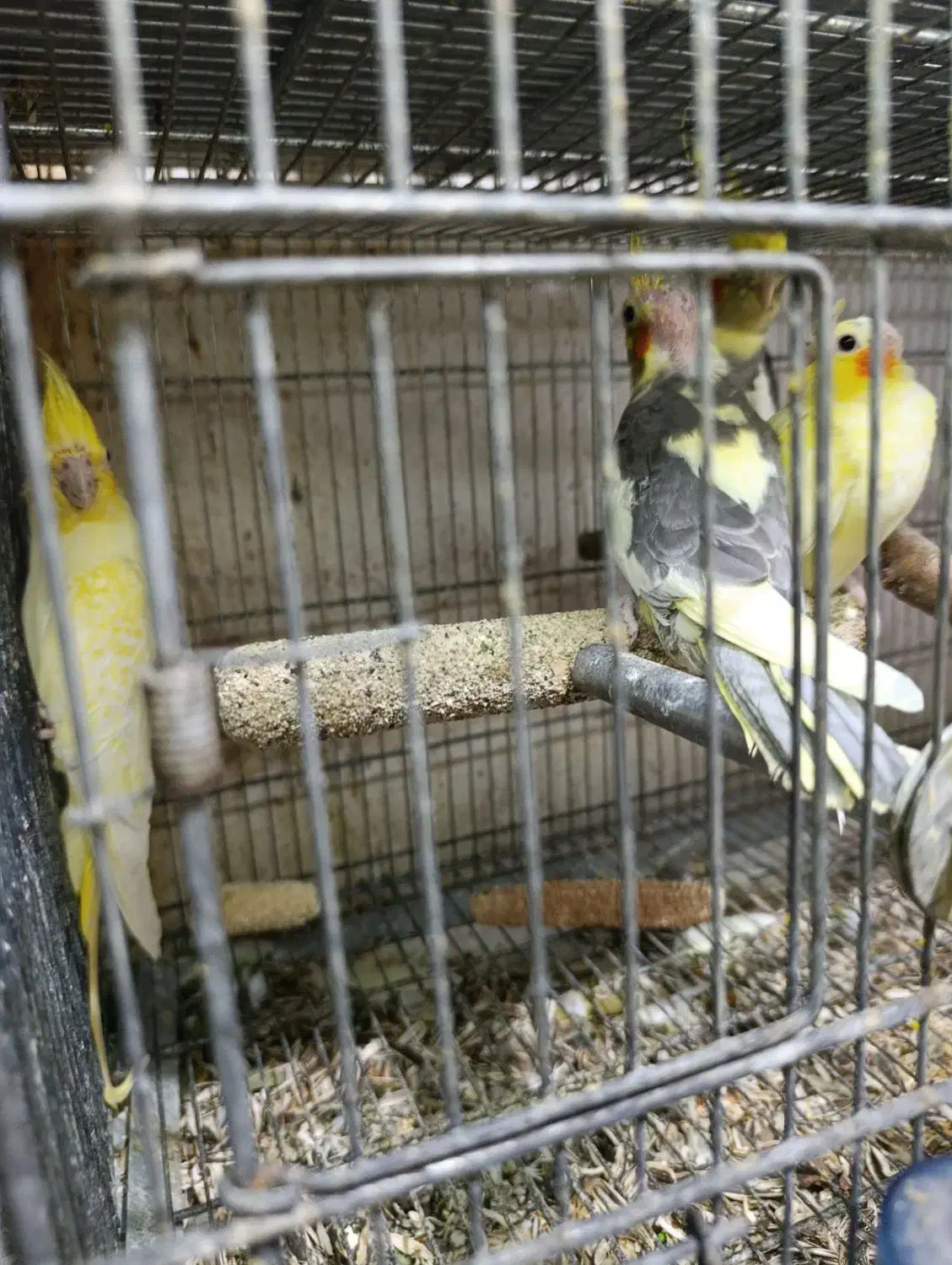 طوطی عروس  جفت و جوجه|پرنده|بهشهر, |دیوار