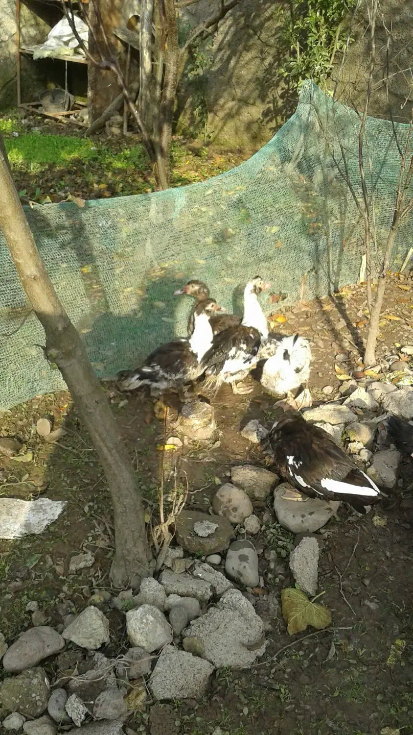 اردک|حیوانات مزرعه|سنگر, |دیوار