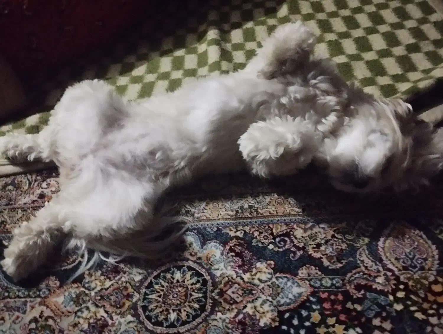 واگذاری سگ غیر رایگان|سگ|ورامین, ورامین|دیوار