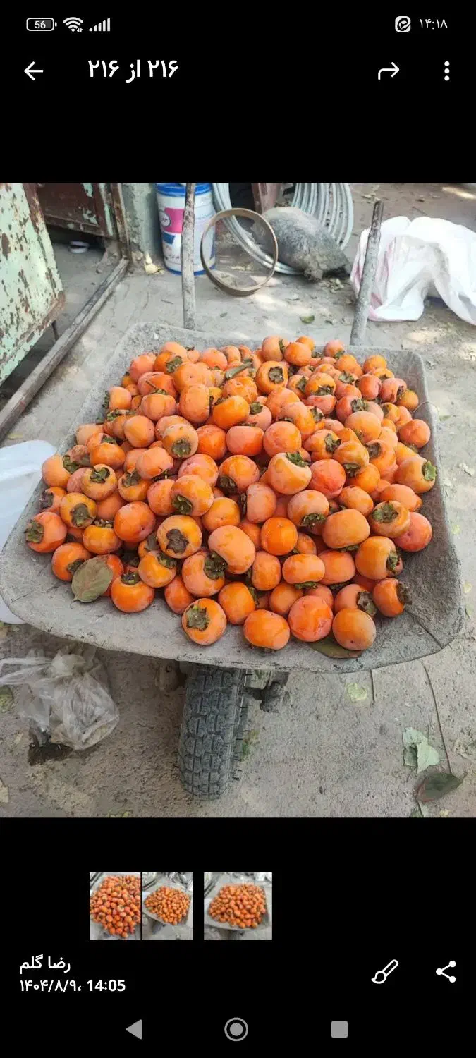 خُرمالو مهریز|خوردنی و آشامیدنی|مهریز, |دیوار