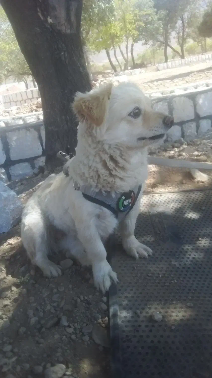 سگ اشپیتز ماده|سگ|آباده, |دیوار