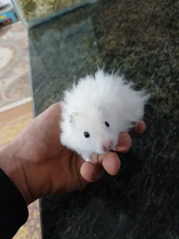 همستر بازیگوش|موش و خرگوش|آبیک, |دیوار