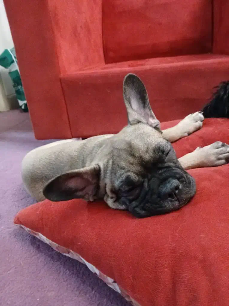 سگ فرنچ بولداگ|سگ|تهران, سهروردی|دیوار