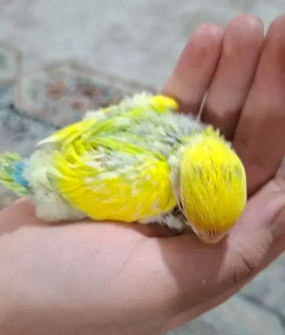 دو عدد عروس هلندی و پنج دونه طوطی برزیلی|پرنده|فردیس, فردیس|دیوار