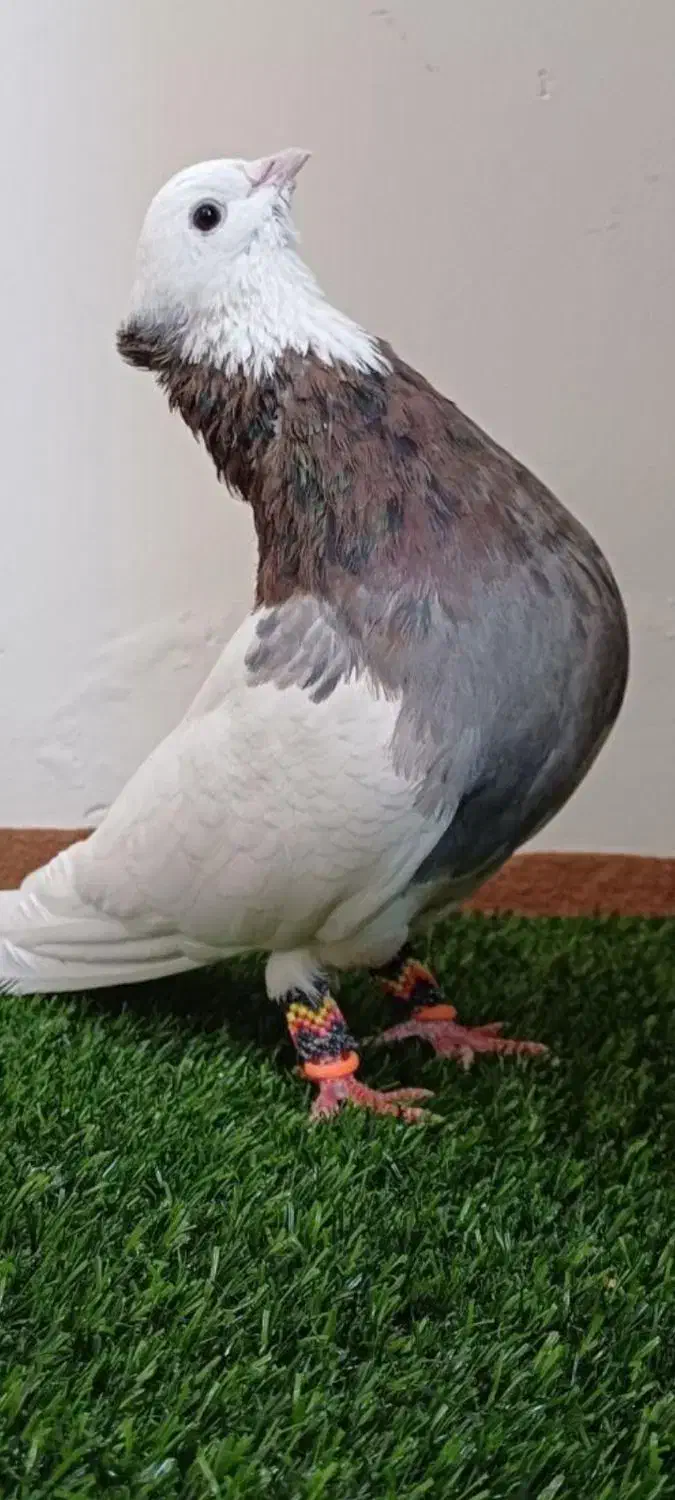 کبوتر سرونج|پرنده|نیشابور, ریوند|دیوار