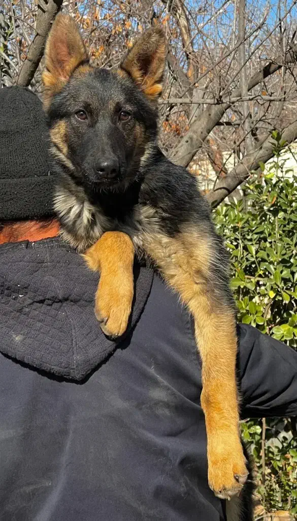 سگ ژرمن شپرد ماده چهار ماه اصیل بلکفیس فی ۱۵ م ت|سگ|تهران, مروارید شهر|دیوار