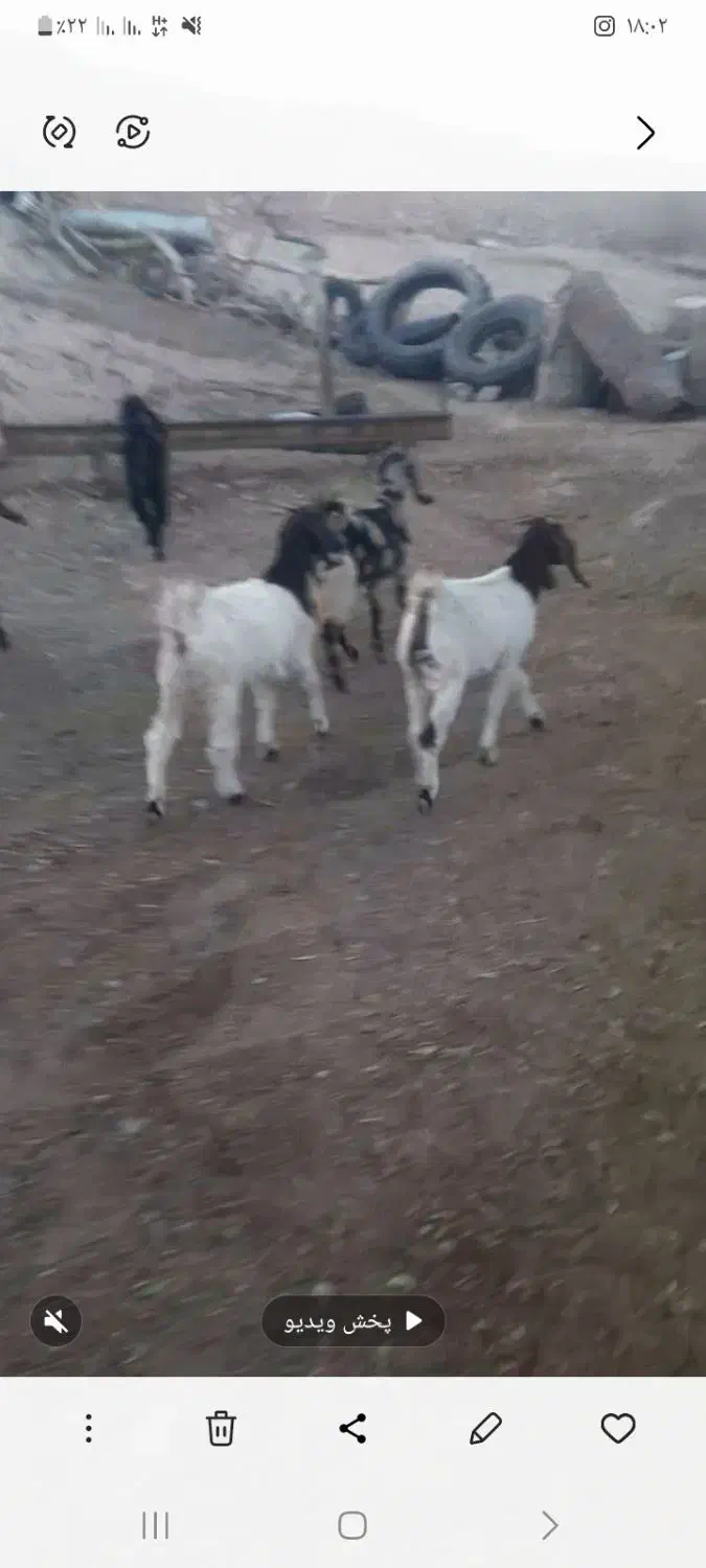 ۵راس بزغاله ماده و ۶ راس بز آبستن|حیوانات مزرعه|تربت‌حیدریه, بالا ولایت|دیوار