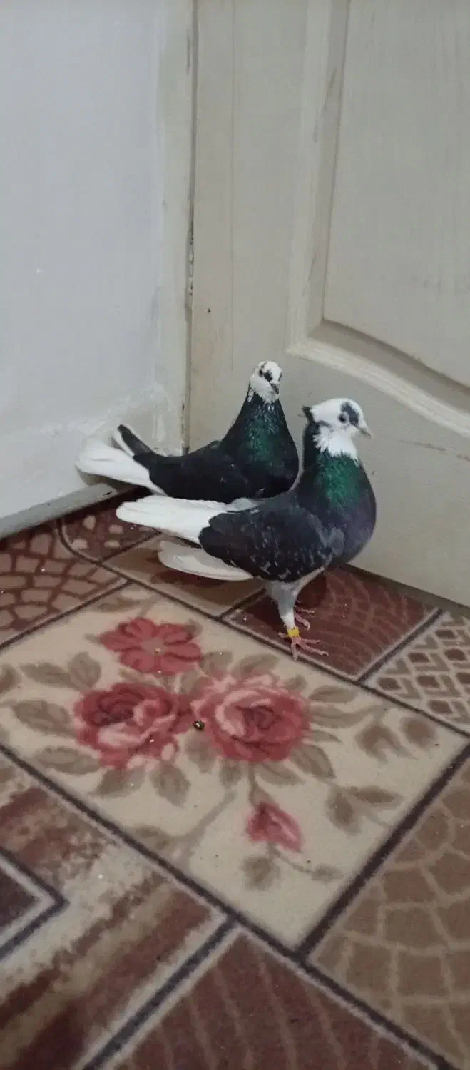 اگه کفتر بازی حتما نگاه کن|پرنده|اسلامشهر, چیچکلو|دیوار