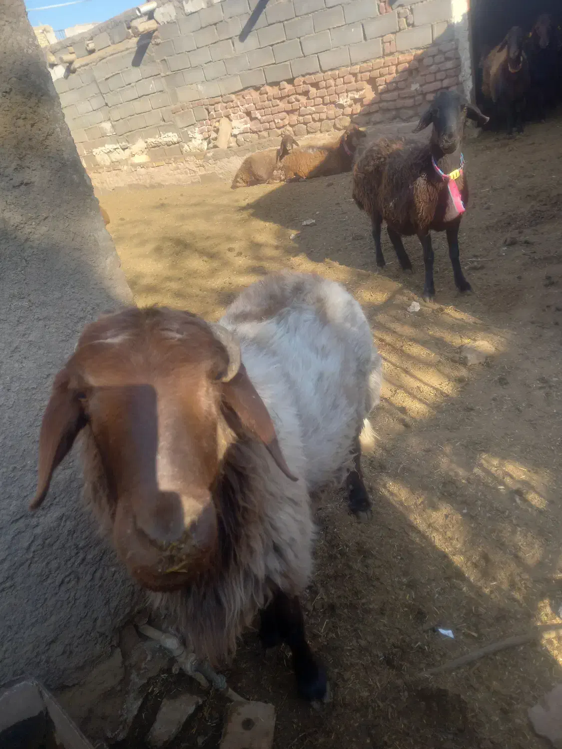 قوچ همووبره ماده همو|حیوانات مزرعه|نیشابور, مازول|دیوار