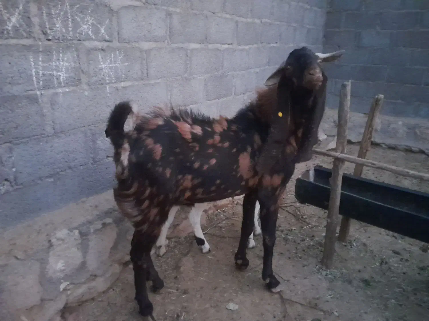 پازن تکاوری|حیوانات مزرعه|لامرد, |دیوار