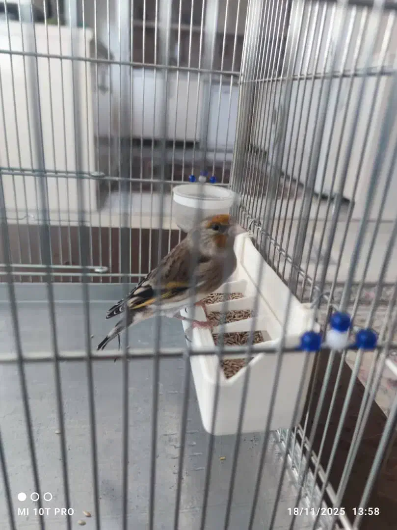 سهره قناری|پرنده|سقز, |دیوار