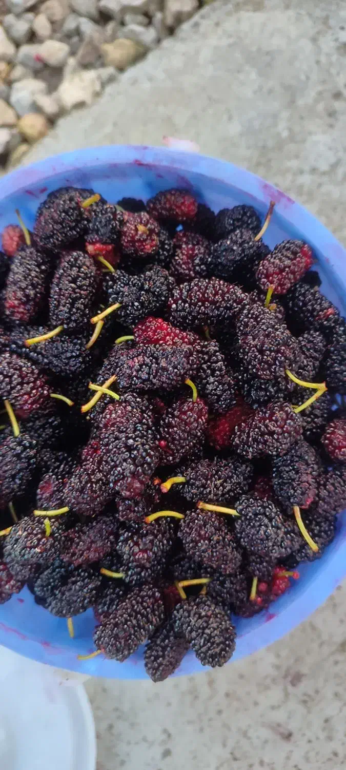 نهال شاه توت|گل و گیاه طبیعی|حویق, |دیوار