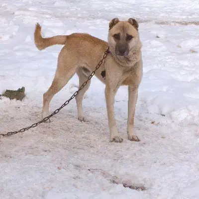 سگ دوعدد واگذاری|سگ|کرمانشاه, |دیوار