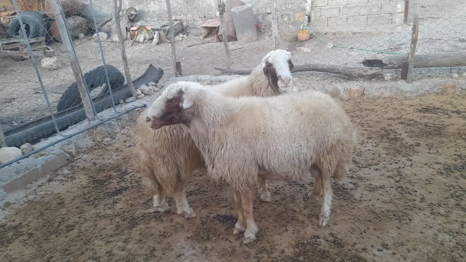 ورن کری سنجابی ب شرط|حیوانات مزرعه|گهواره, |دیوار