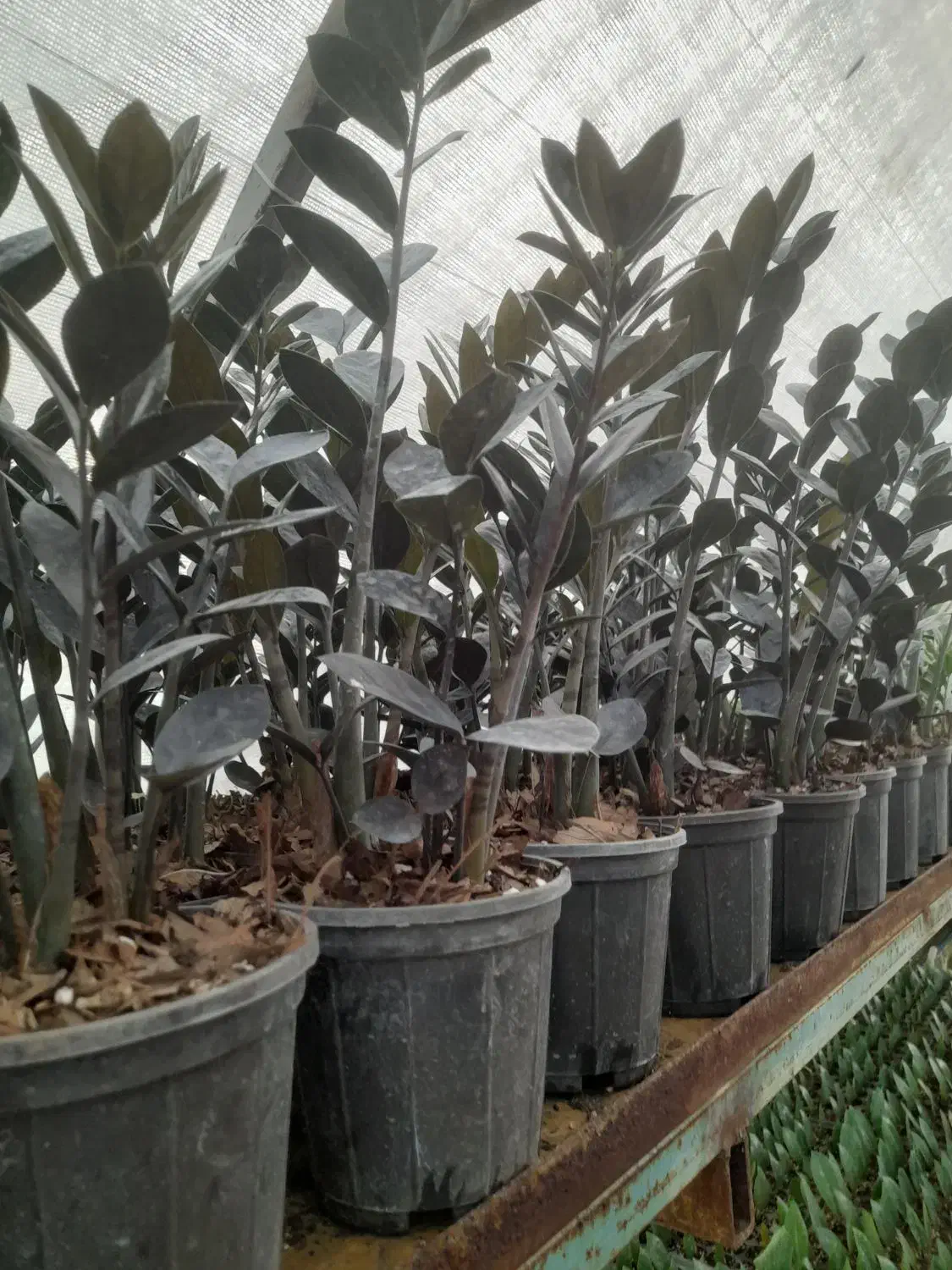 فروش گل زامفولیا قیمت مناسب|گل و گیاه طبیعی|گتاب, |دیوار