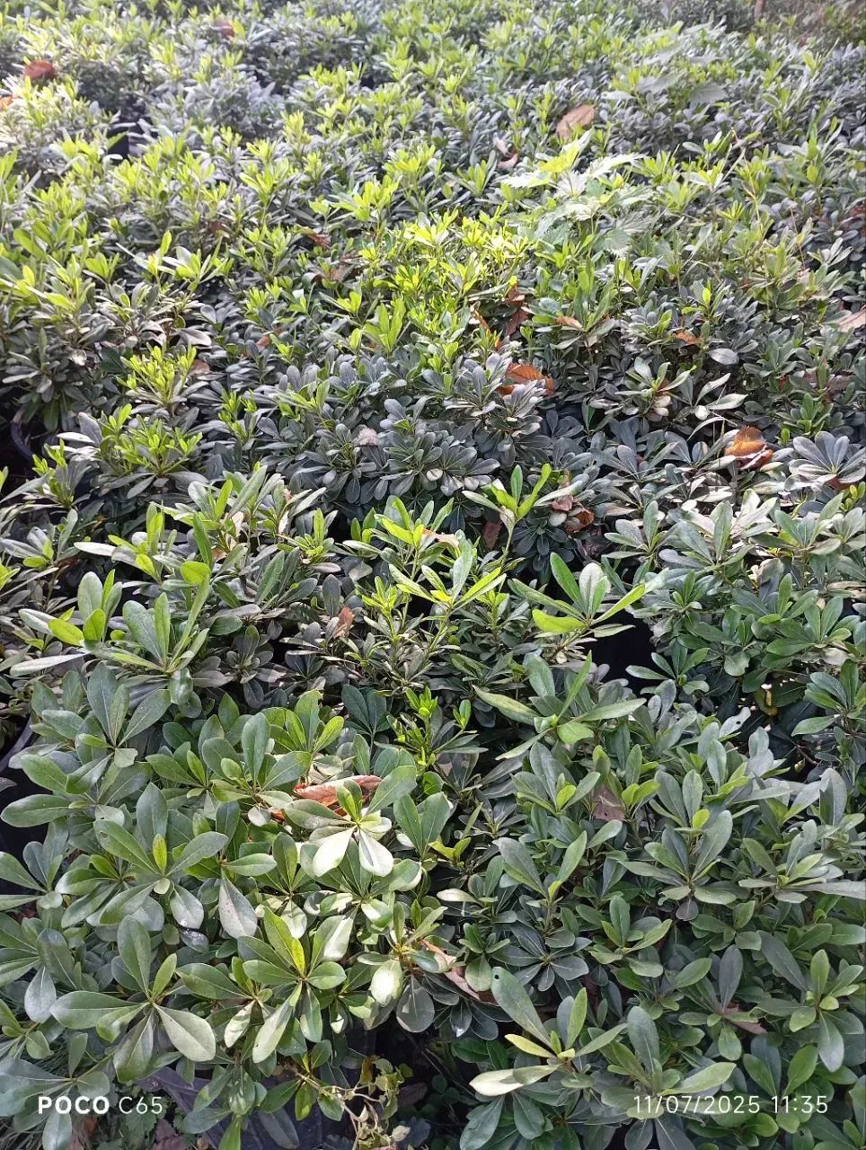 پتسپروم|گل و گیاه طبیعی|رحیم‌آباد, |دیوار