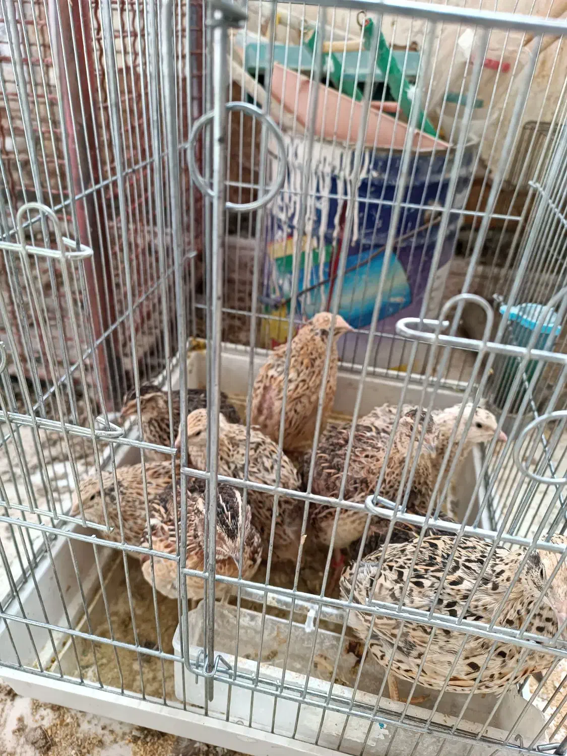 بلدرچین تخمگذار|حیوانات مزرعه|صحنه, |دیوار