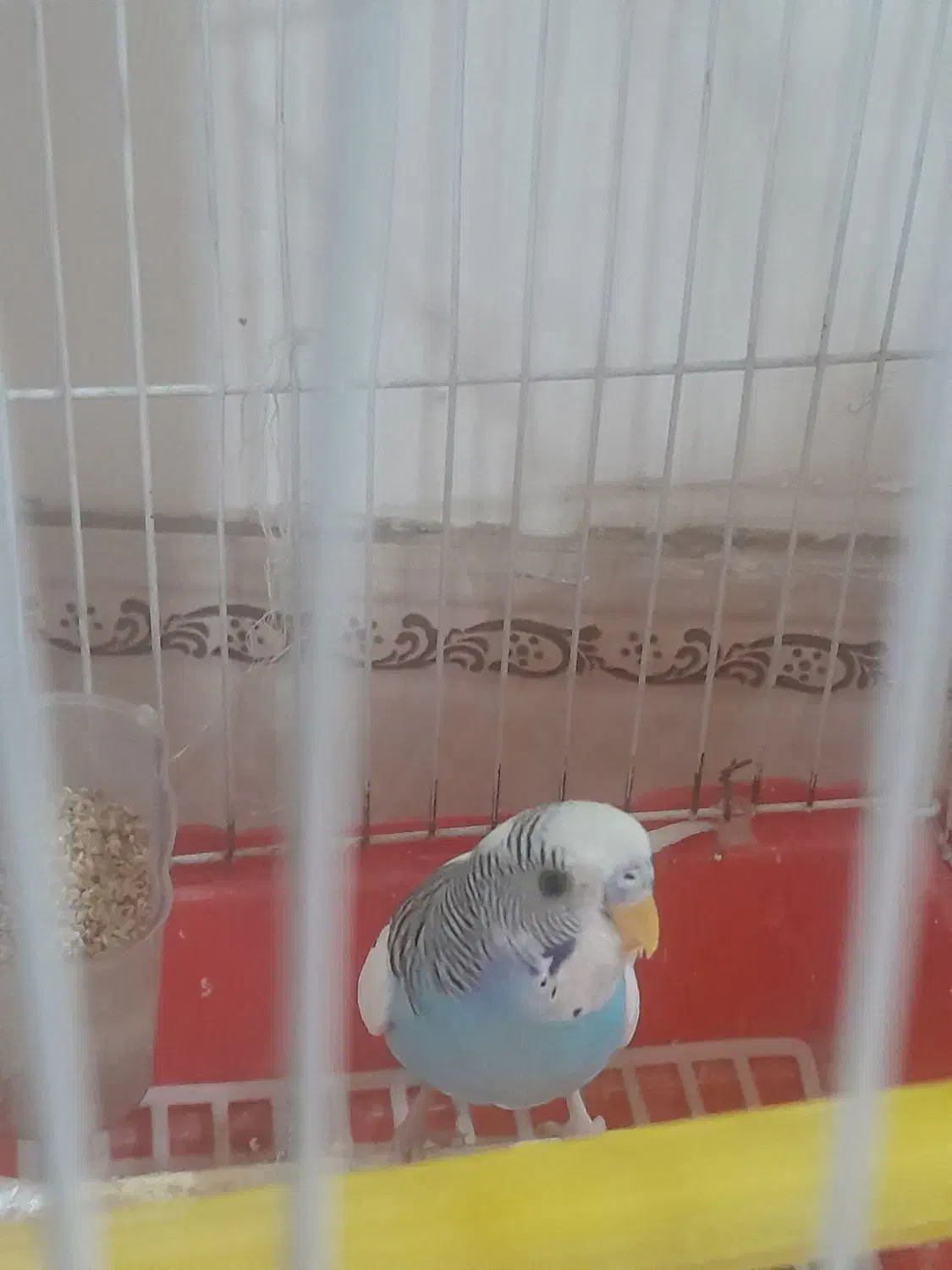 مرغ عشق|پرنده|پاکدشت, پاکدشت (مامازند)|دیوار