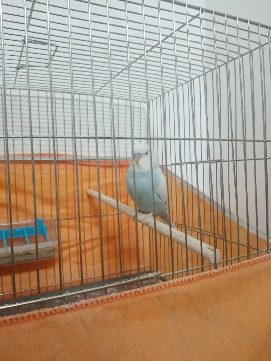 مرغ عشق هلندی|پرنده|قم, انسجام|دیوار