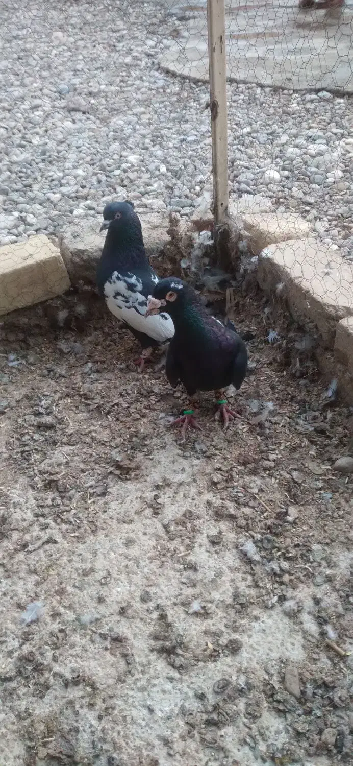 ۴تا کبوتر رنگی|پرنده|اسفرورین, |دیوار