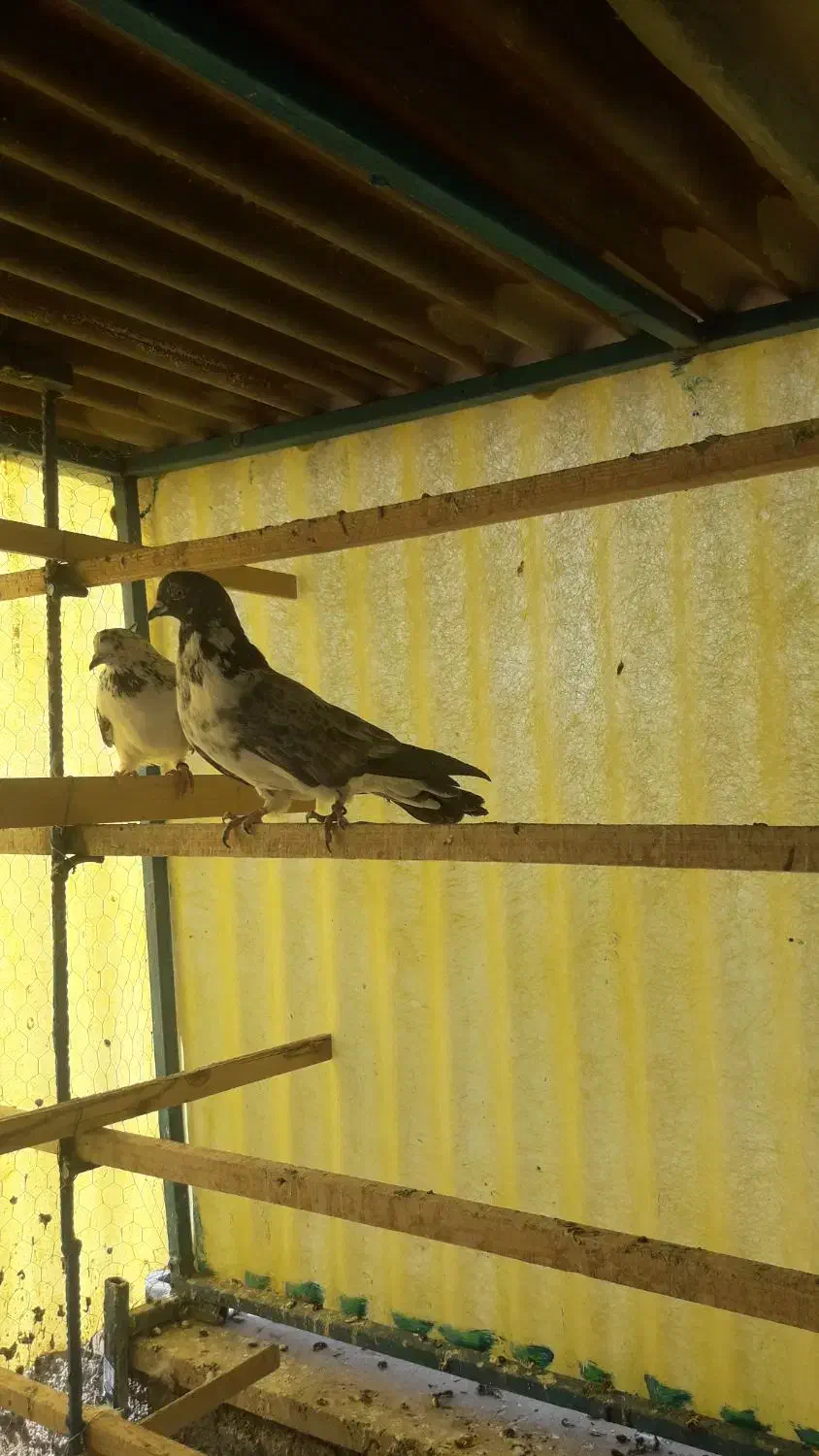 کفتر .|پرنده|پاکدشت, پاکدشت (مامازند)|دیوار