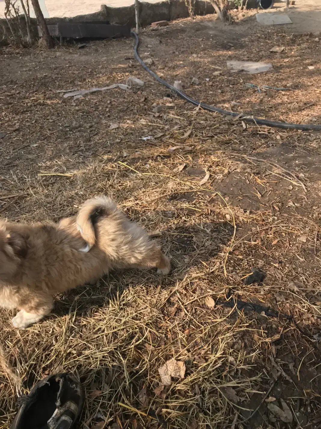 توله پامر شیتزو|سگ|آفتاب, |دیوار