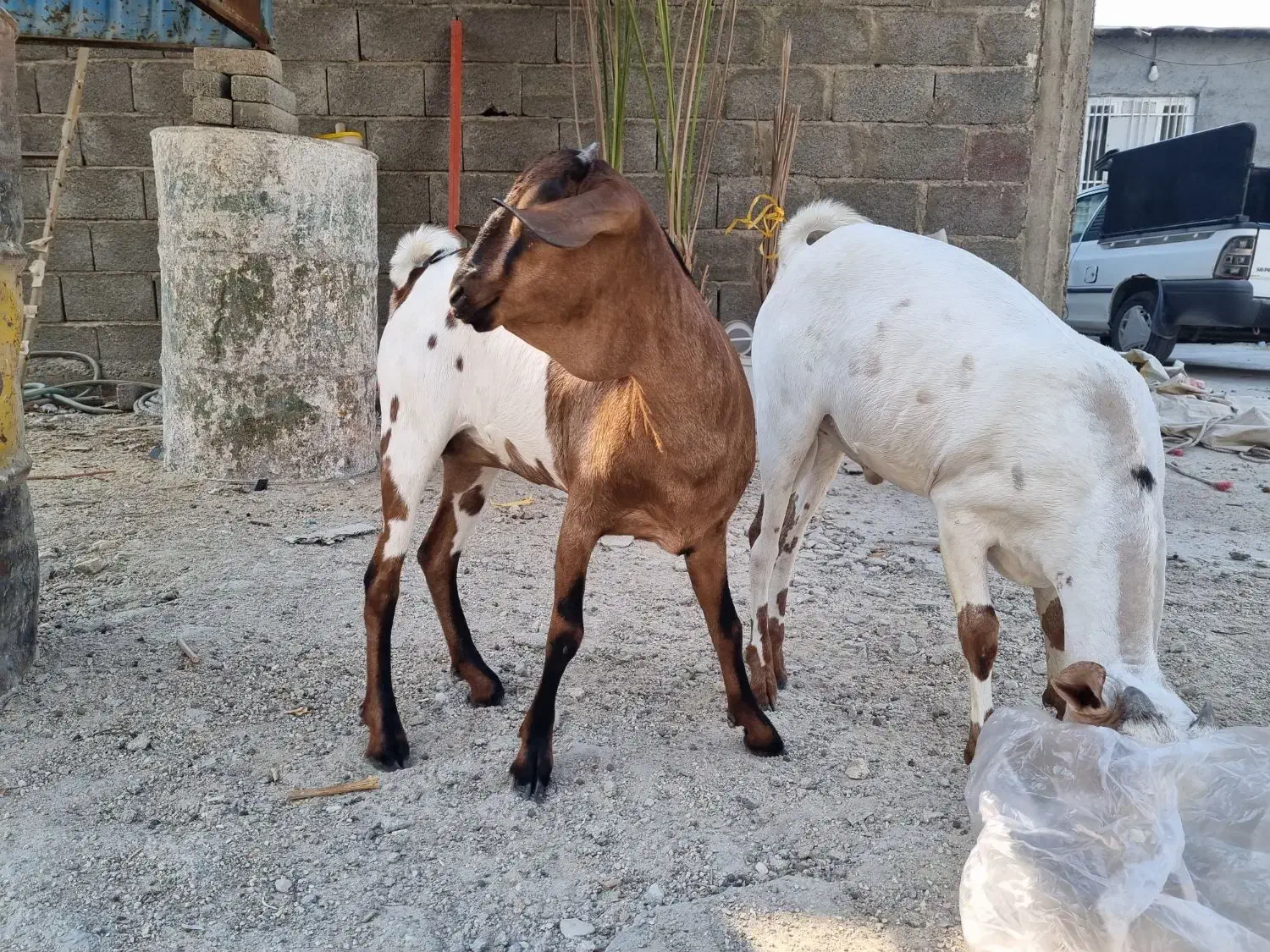 ماده صومال اصل|حیوانات مزرعه|عسلویه, |دیوار