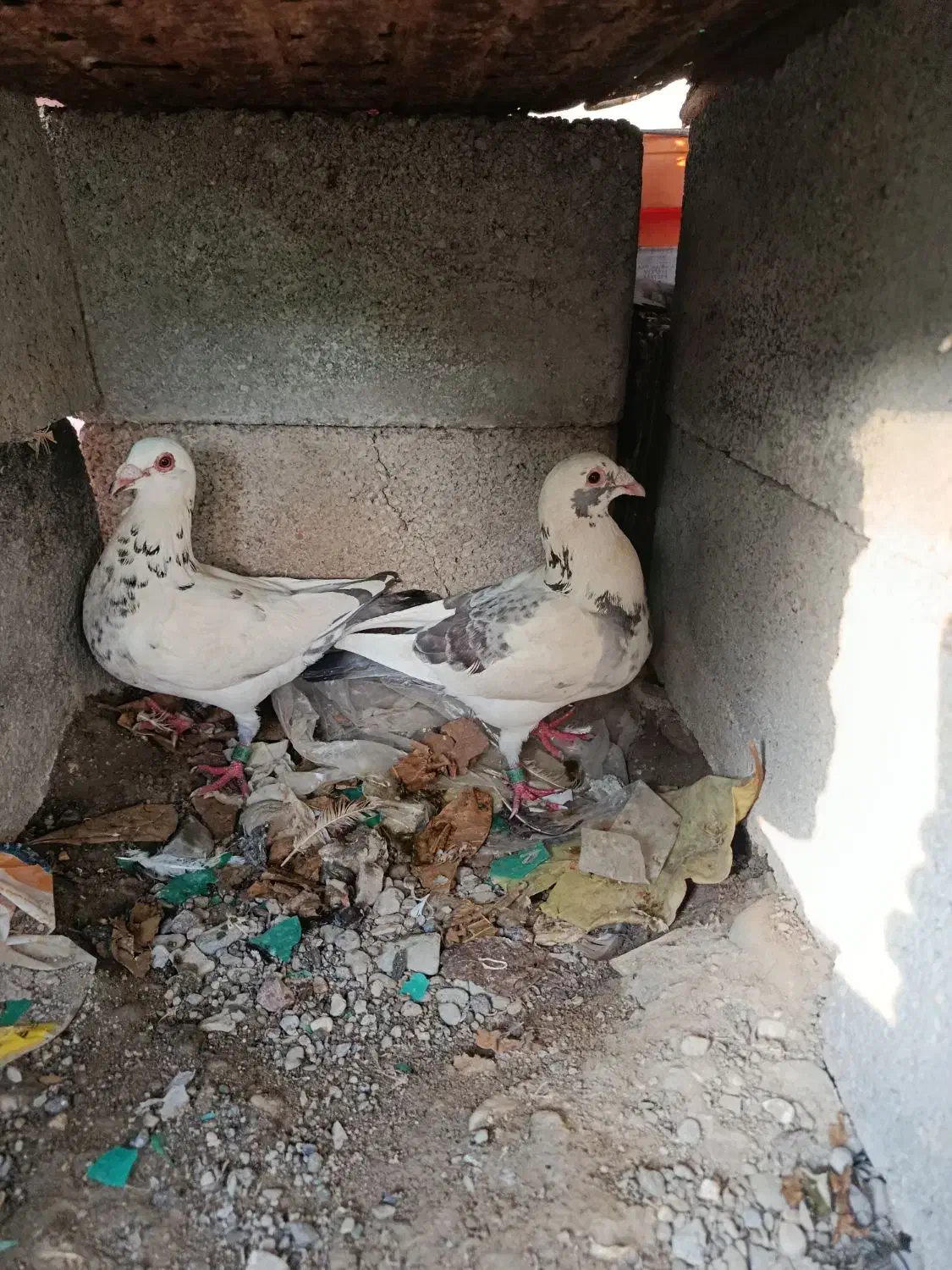 کبوترپلاکی|پرنده|میناب, |دیوار