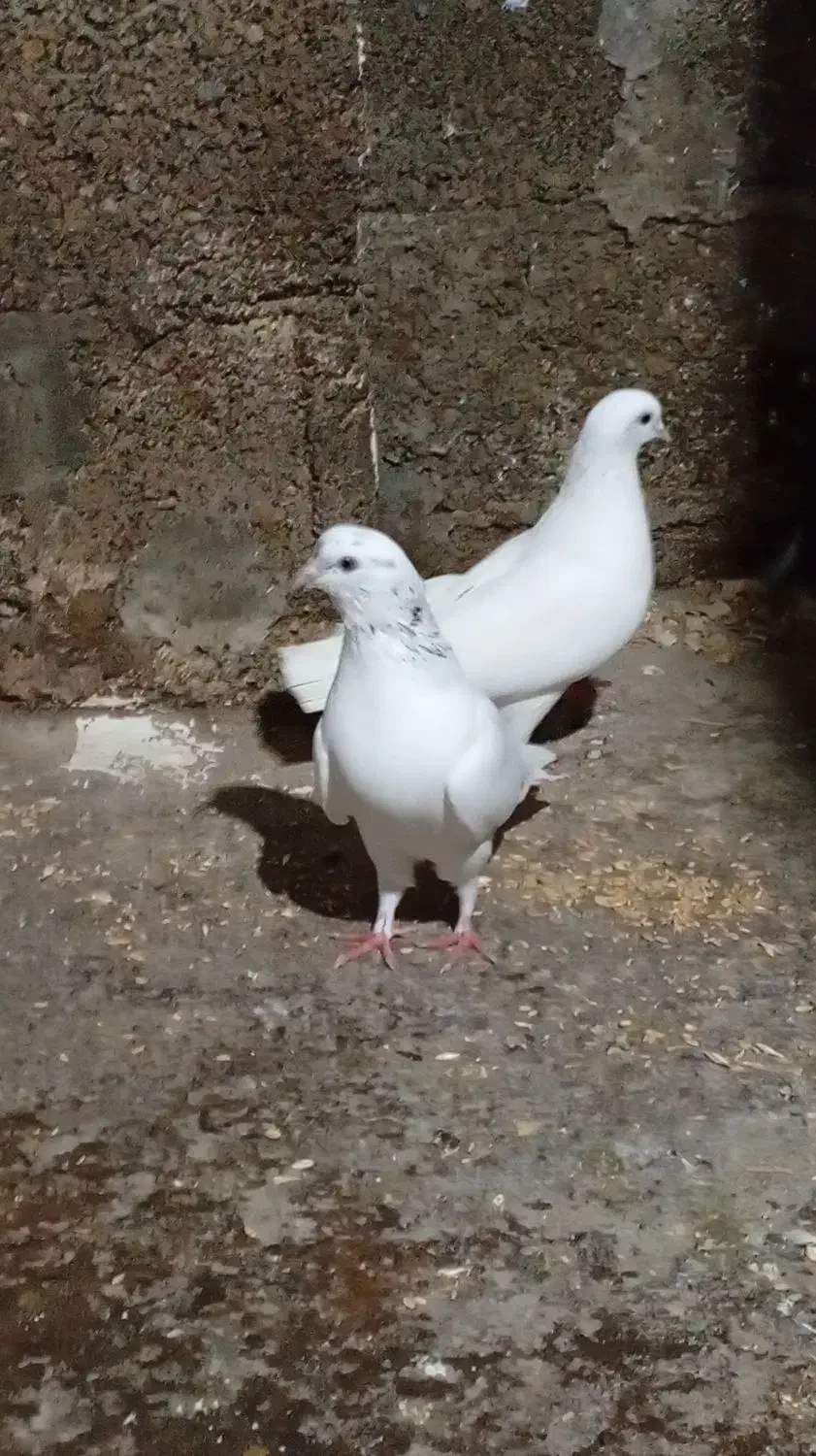 کبوتر یا کفتر|پرنده|رشت, منظریه|دیوار