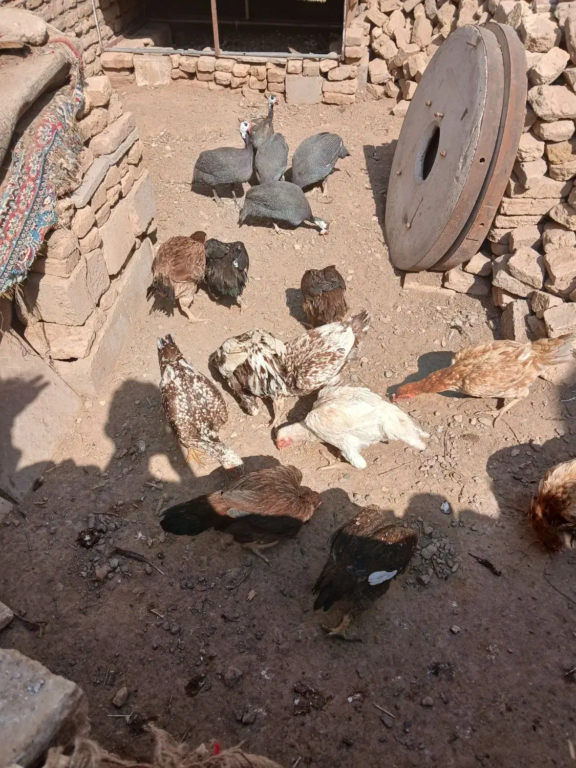 مرغ خروس لاری|حیوانات مزرعه|تربت جام, حافظ|دیوار