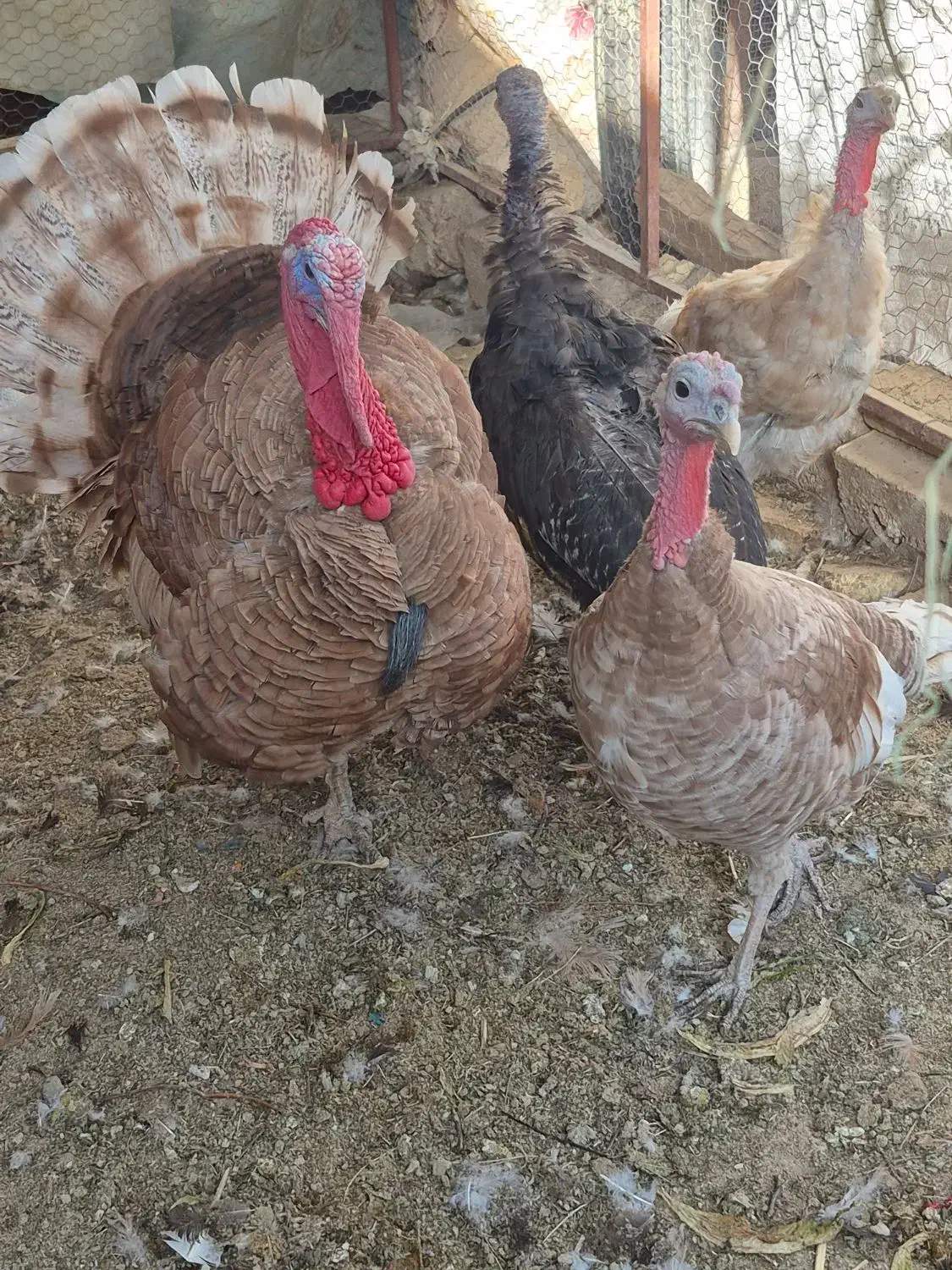 بوقلمون بوربون|حیوانات مزرعه|مبارکه, |دیوار