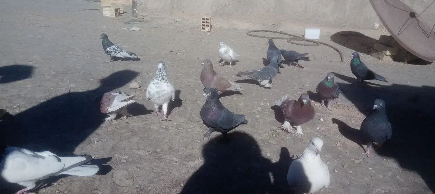 کفتر اصفهانی و تهرانی|پرنده|چادگان, |دیوار