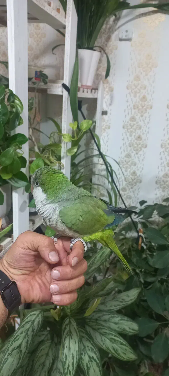 طوطی راهب سبز دستی و سخنگو|پرنده|دزفول, |دیوار