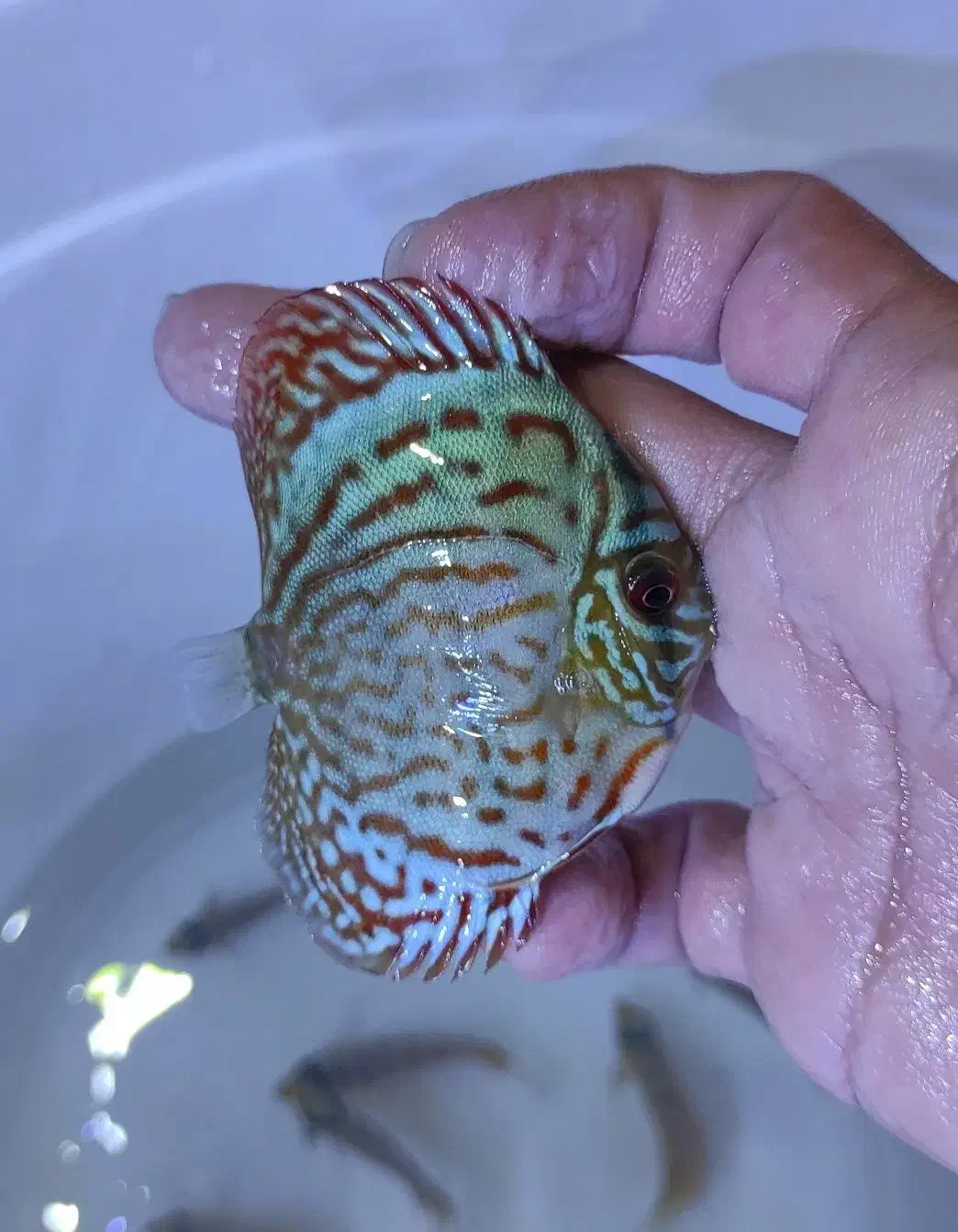 دیسکس گرید A|ماهی|مشهد, مشکینی (شهرک غرب)|دیوار