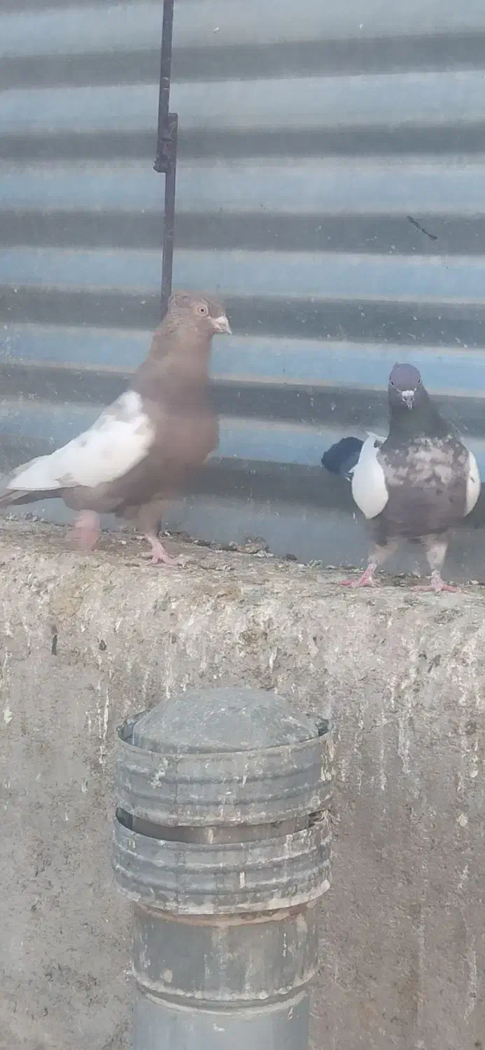 شهری . بهبهانی|پرنده|فیروزآباد (فارس), |دیوار