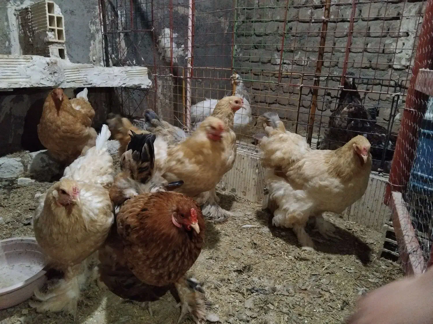 مرغ برهما‌جوان‌|حیوانات مزرعه|قم, ولیعصر|دیوار