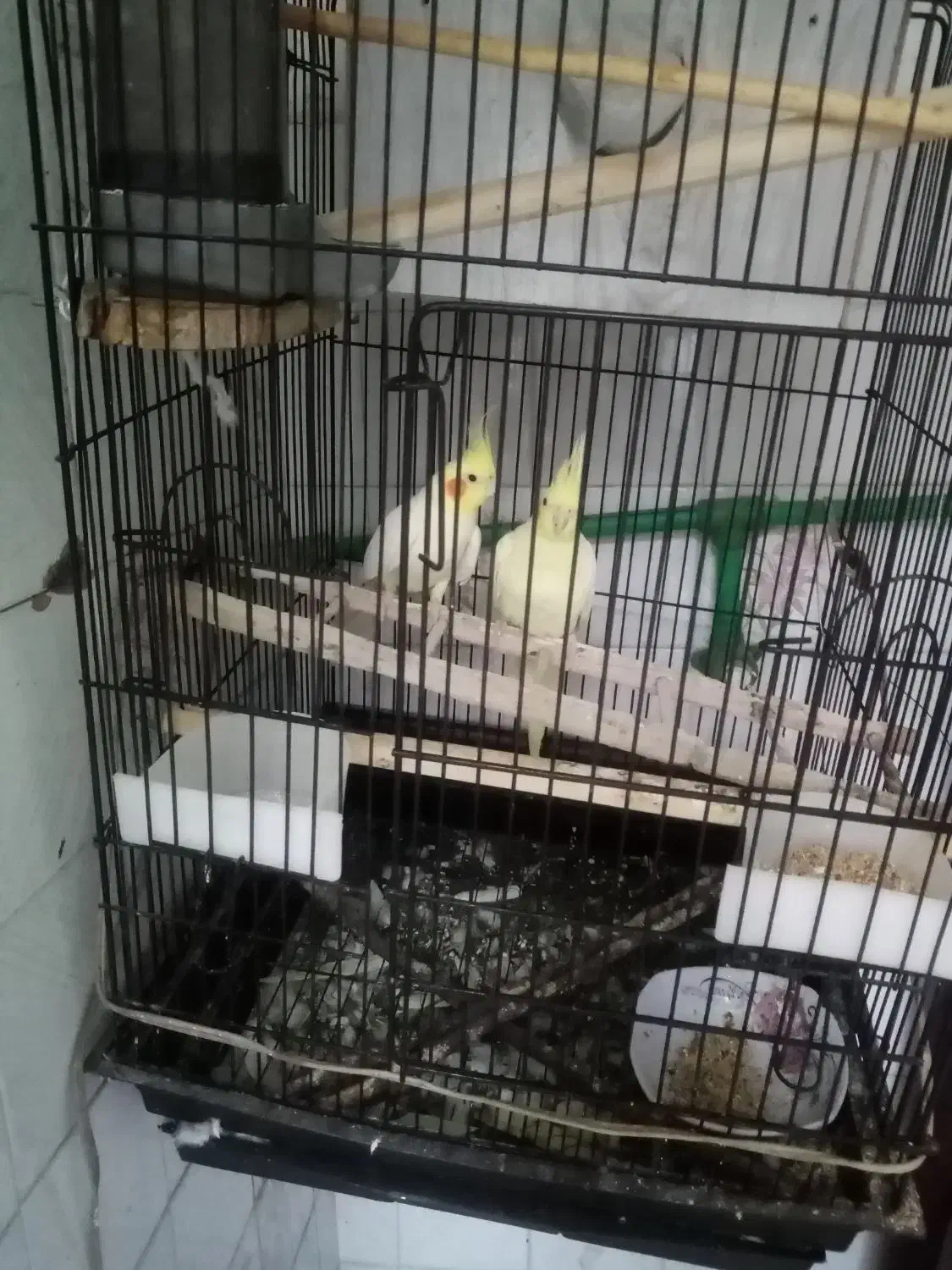 عروس هلندی|پرنده|اشنویه, |دیوار