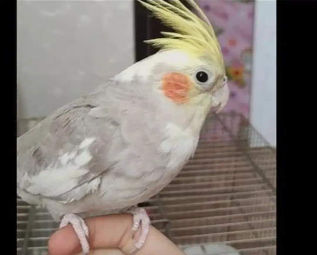 عروس هلندی|حیوانات|کوهدشت, |دیوار