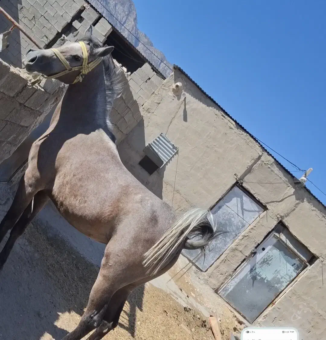 اسب|اسب و تجهیزات اسبسواری|سر آسیاب یوسفی, |دیوار