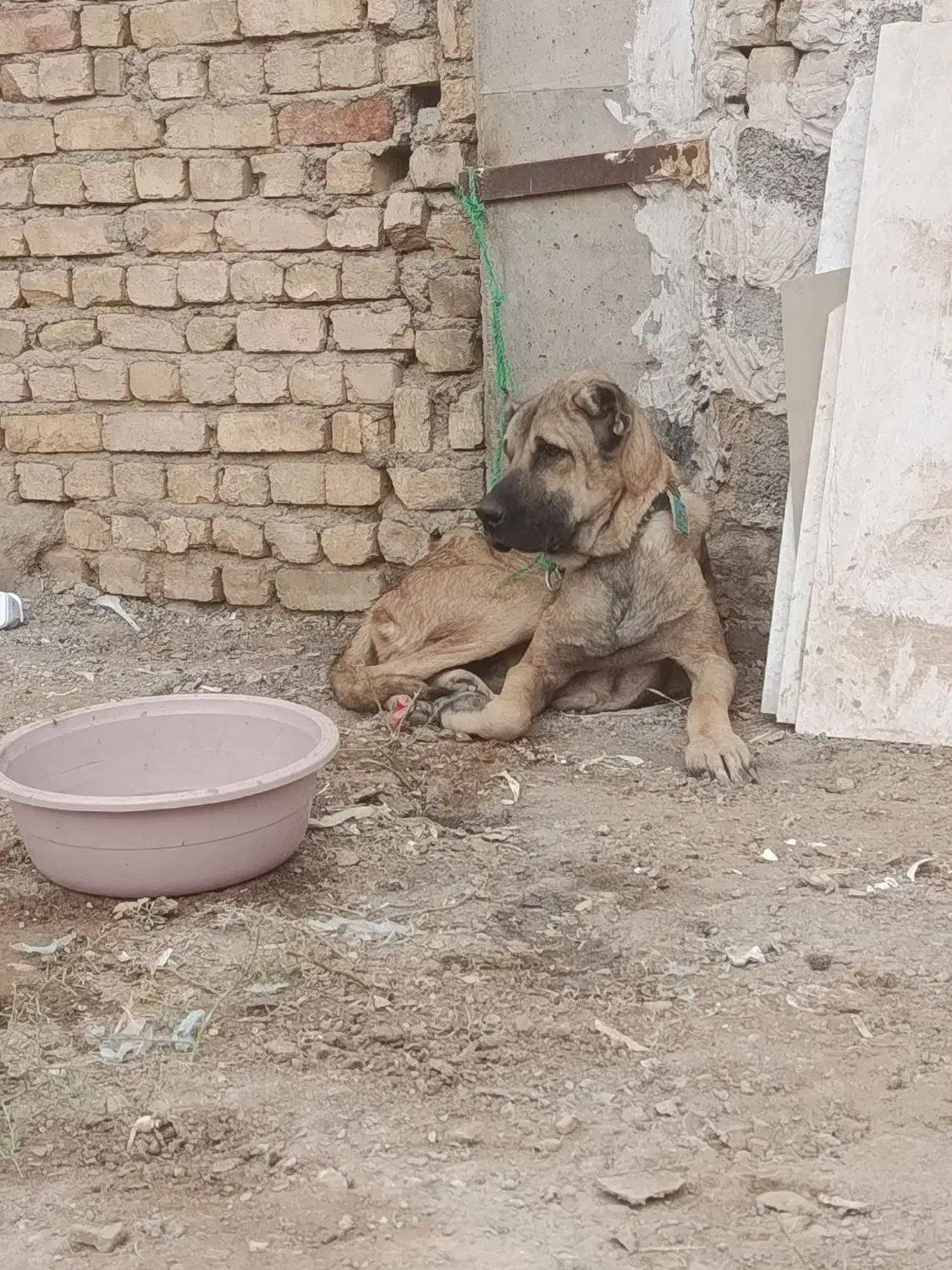 سگ سرابی نر|سگ|اصفهان, حصه جنوبی|دیوار