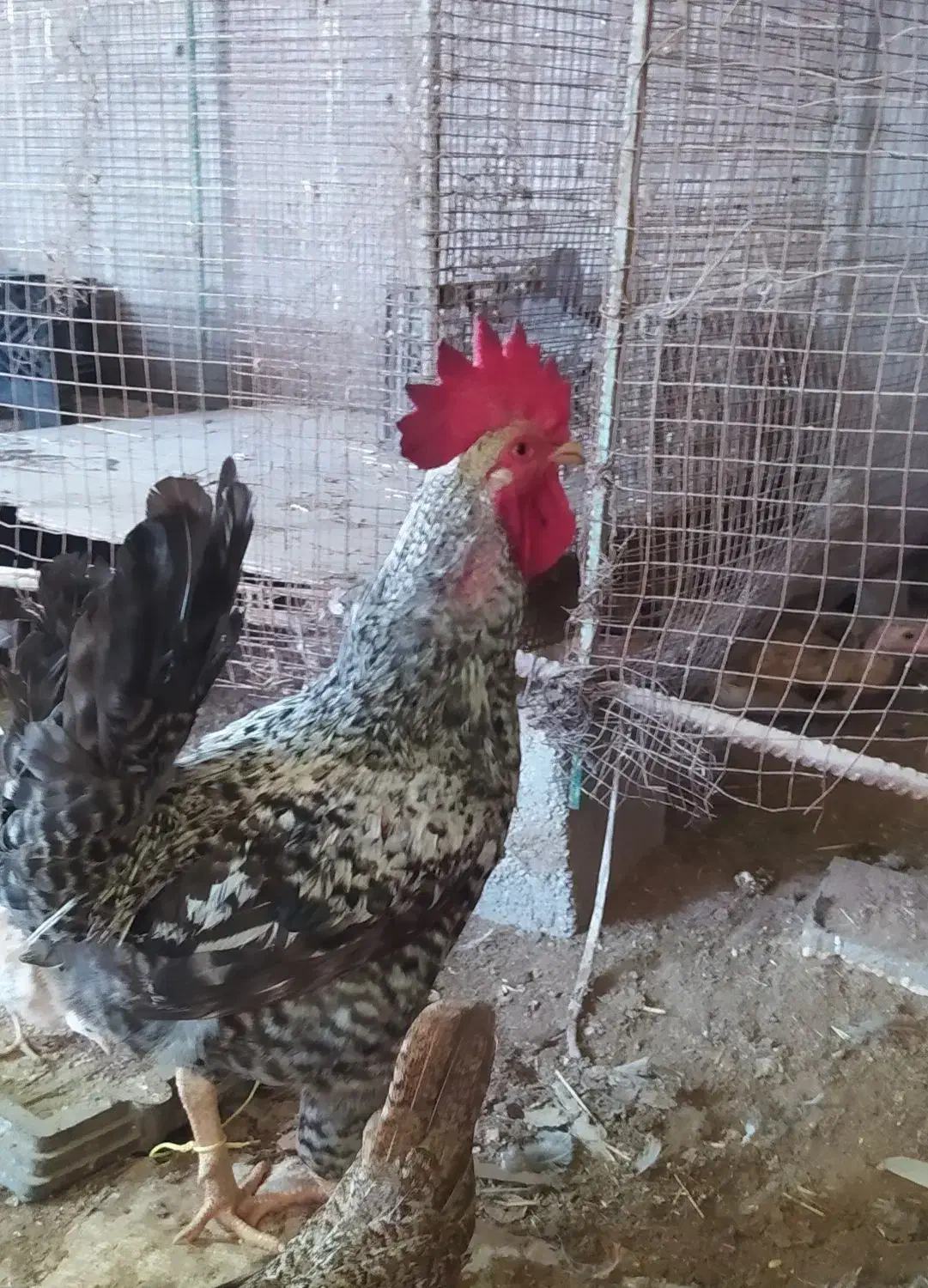 خروس|پرنده|دیلم, |دیوار